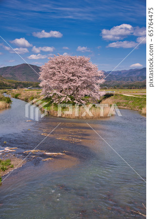 Toranoeyama cherry blossoms 2020 Toranoeyama cherry blossoms 2020 65764475