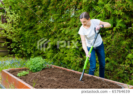Woman loosening the soil with a pitchfork for Woman loosening the soil with a pitchfork for 65764639