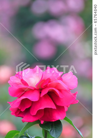 花的女王 65764840