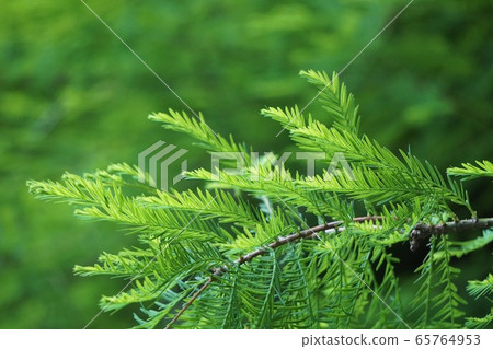 Cedar leaves Cedar leaves 65764953