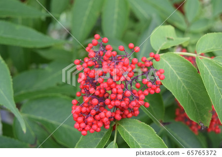 Ezoniwatoko Ezoniwatoko 65765372