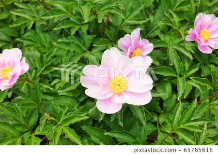 Peony Peony 65765618