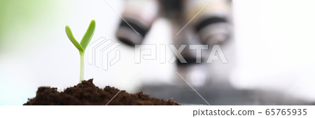 Successfully growing green sprouts in laboratory. Successfully growing green sprouts in laboratory. 65765935