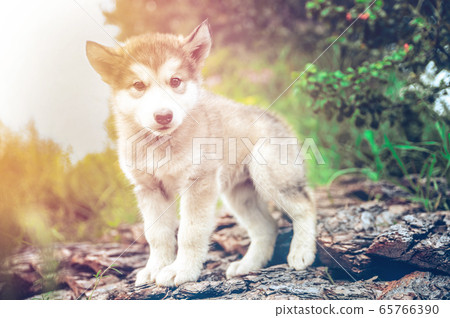 how much does a alaskan malamute run for