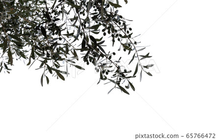 Green olives on a branch isolated on white Green olives on a branch isolated on white 65766472