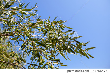 Green olives on a branch over blue sky, background 65766473