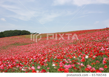 Poppy field 65766548