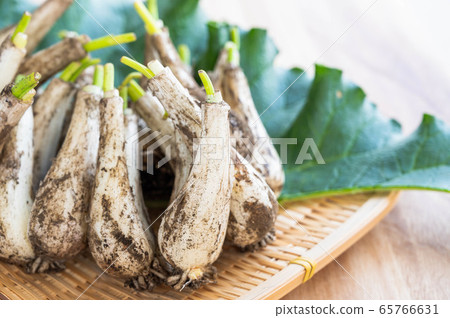 Earthed Rakkyo 65766631