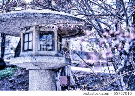 A traditional Japanese stone lantern Tourou at the shinto shrine in early spring with sakura buds about to blossom. 65767010