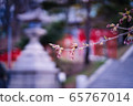 A branch of sakura tree with buds about to blossom at a shrine with a traditional stone lantern Tourou 65767014