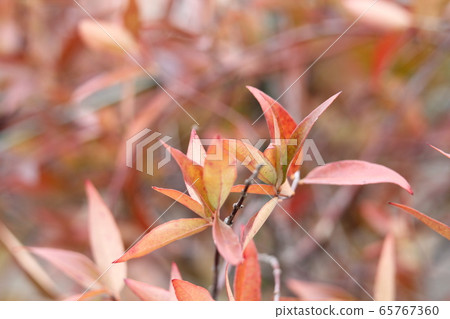 Carolina Jasmine Autumn Leaves 65767360