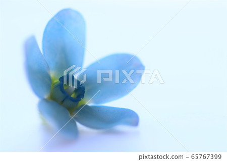 藍星花瓣 65767399