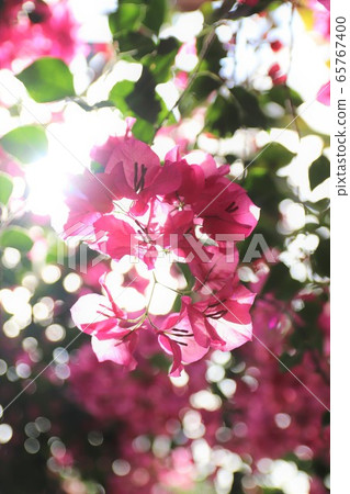 三角梅 三角梅 65767400