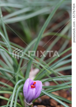 藏紅花 藏紅花 65767404