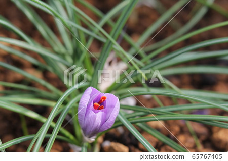 藏紅花 藏紅花 65767405