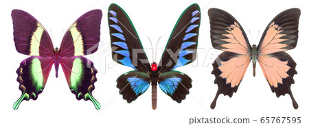 Set of colorful butterflies isolated on a white Set of colorful butterflies isolated on a white 65767595
