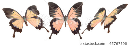 Set of colorful butterflies isolated on a white Set of colorful butterflies isolated on a white 65767596