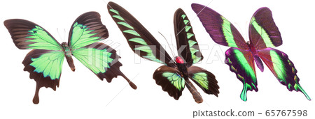Set of colorful butterflies isolated on a white Set of colorful butterflies isolated on a white 65767598