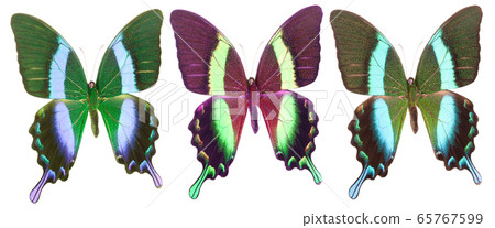 Set of colorful butterflies isolated on a white Set of colorful butterflies isolated on a white 65767599