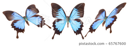 Set of colorful butterflies isolated on a white 65767600