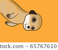 狐獴 65767610