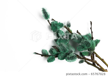 A twig of budding willow A twig of budding willow 65767828