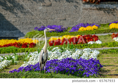 蒼鷺和花園 蒼鷺和花園 65767933