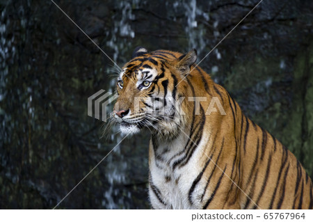 Close up tiger sit down in front of the waterfall 65767964