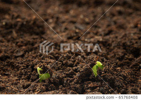 Two young sprouts of a cucumber hatch from under the ground. Growing vegetables, seedling care concept Two young sprouts of a cucumber hatch from under the ground. Growing vegetables, seedling care concept 65768408
