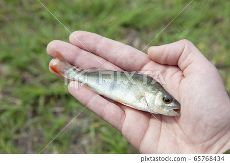image of fish hand grass background 65768434