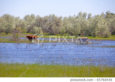 image of cow river blue sky image of cow river blue sky 65768436