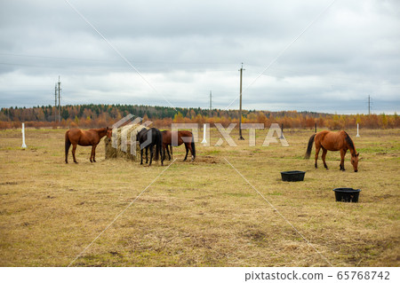 Horses graze in the wild forest on an autumn day 65768742