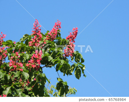 Red horse-chestnut flowers against sky 65768984