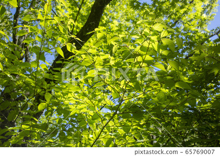 Fresh green 65769007