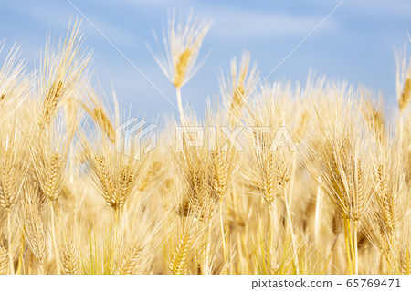 Ears of barley Ears of barley 65769471