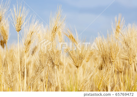 Ears of barley 65769472