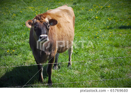 animal farm brown cow in field portrait dairy 65769680