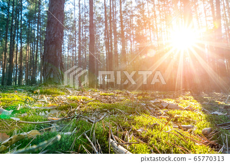 Beautiful scenic coniferous forest woods floor view early morning sunrise with rising sun shininig and pine trees moss and sprice needles on background. Natural green park woodland landscape Beautiful scenic coniferous forest woods floor view early morning sunrise with rising sun shininig and pine trees moss and sprice needles on background. Natural green park woodland landscape 65770313