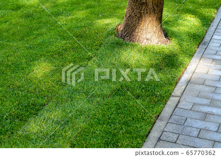 Straigh line of new freshly installed green rolled lawn grass carpet along stone pavement sidewalk at city park or backyard on bright sunny day. Green Gardening landcaping service 65770362