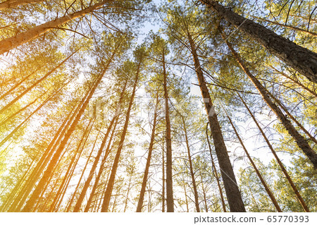Sunrise morning coniferous evergreen nz forest warm natural landscape. Bottom to top view of beautiful cedar pine forest canopy and bright colorful sun shining through. Blue clear sky background 65770393