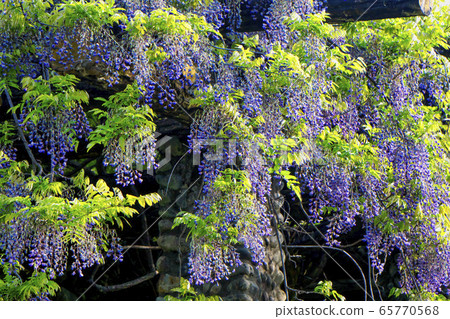 Wisteria on the south coast of Lake Sayama 65770568