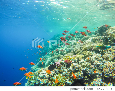 Lots of fish and corals during snorkeling in Sharm el Sheikh, Egypt. Lots of fish and corals during snorkeling in Sharm el Sheikh, Egypt. 65770923