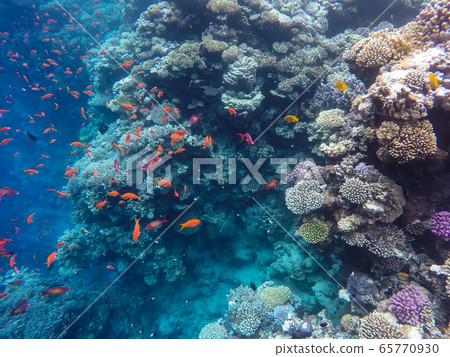 Observation of jellyfish during snorkeling in Dahab in Egypt. Observation of jellyfish during snorkeling in Dahab in Egypt. 65770930