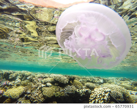 Observation of jellyfish during snorkeling in Dahab in Egypt. Observation of jellyfish during snorkeling in Dahab in Egypt. 65770931