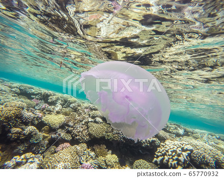 Observation of jellyfish during snorkeling in Dahab in Egypt. Observation of jellyfish during snorkeling in Dahab in Egypt. 65770932