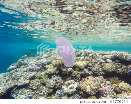 Observation of jellyfish during snorkeling in Dahab in Egypt. Observation of jellyfish during snorkeling in Dahab in Egypt. 65770934
