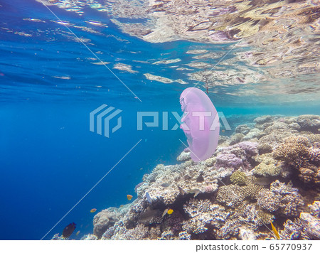 Observation of jellyfish during snorkeling in Dahab in Egypt. Observation of jellyfish during snorkeling in Dahab in Egypt. 65770937