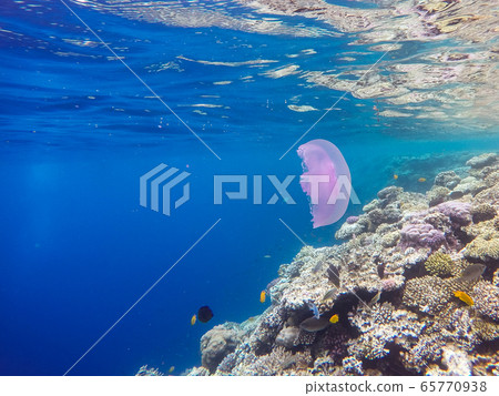 Observation of jellyfish during snorkeling in Dahab in Egypt. Observation of jellyfish during snorkeling in Dahab in Egypt. 65770938