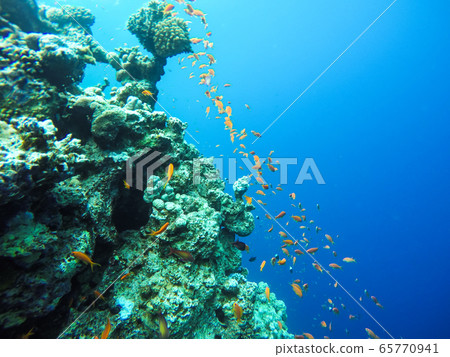 Observation of jellyfish during snorkeling in Dahab in Egypt. Observation of jellyfish during snorkeling in Dahab in Egypt. 65770941