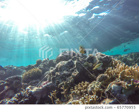 Observation of jellyfish during snorkeling in Dahab in Egypt. Observation of jellyfish during snorkeling in Dahab in Egypt. 65770955